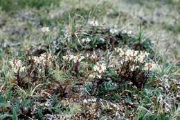 Image of Lapland lousewort