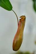 Image of <i>Nepenthes</i> alata × Nepenthes <i>ventricosa</i>