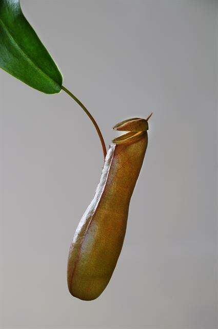 Image de <i>Nepenthes</i> alata × Nepenthes <i>ventricosa</i>