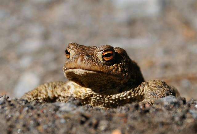 Image of Nile Valley Toad