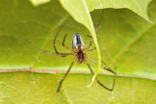 Image of Tetragnatha obtusa C. L. Koch 1837