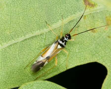 Cyllecoris resmi