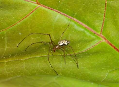 Image de Tetragnatha obtusa C. L. Koch 1837