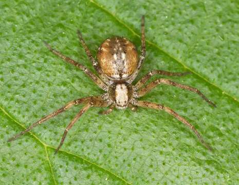 Image of Philodromus collinus C. L. Koch 1835