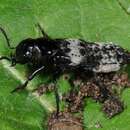 Image of Hairy Rove Beetle