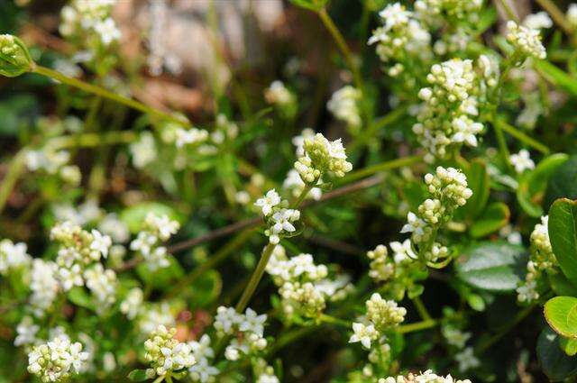 Image of bedstraw