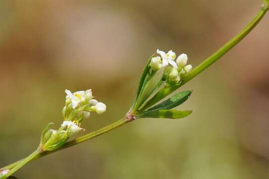 Plancia ëd Galium