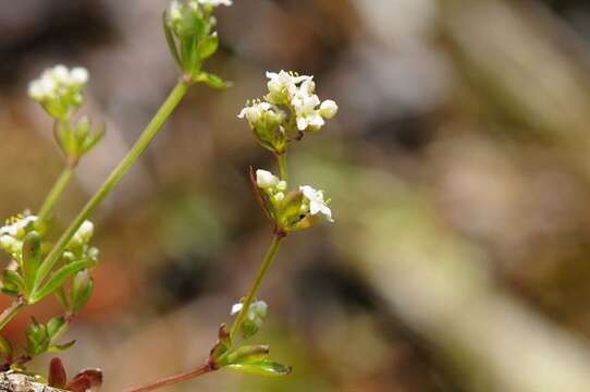 Plancia ëd Galium