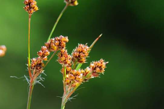 Imagem de Luzula multiflora subsp. multiflora