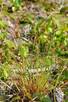 Image of common woodrush