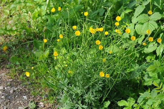 Imagem de Ranunculus