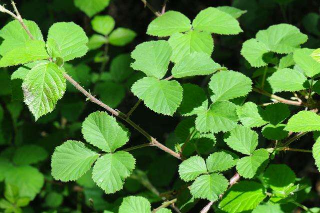 Слика од Rubus vestitus Weihe & Nees