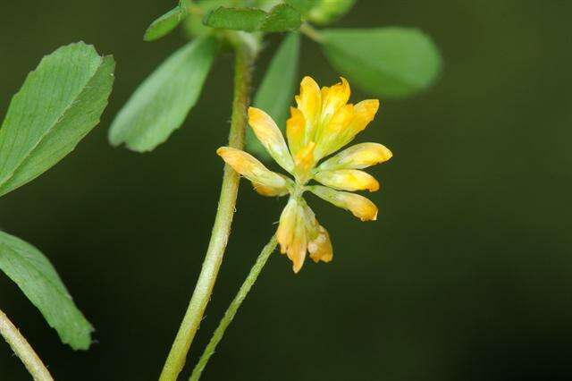 Plancia ëd Trifolium