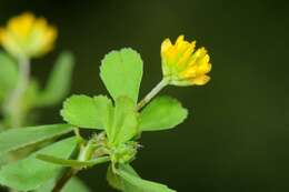 Plancia ëd Trifolium