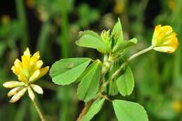 Plancia ëd Trifolium