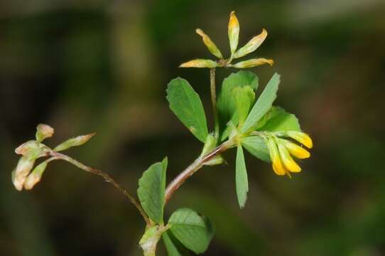 Image of slender hop clover