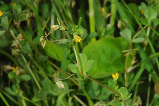 Image of slender hop clover