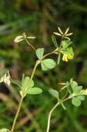 Image of slender hop clover