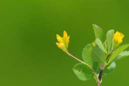 Image of slender hop clover