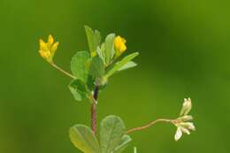 Image of slender hop clover