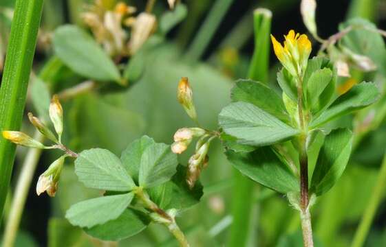 Image of slender hop clover