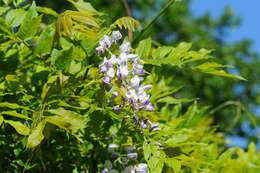 Image of wisteria