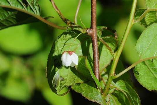 Image of actinidia