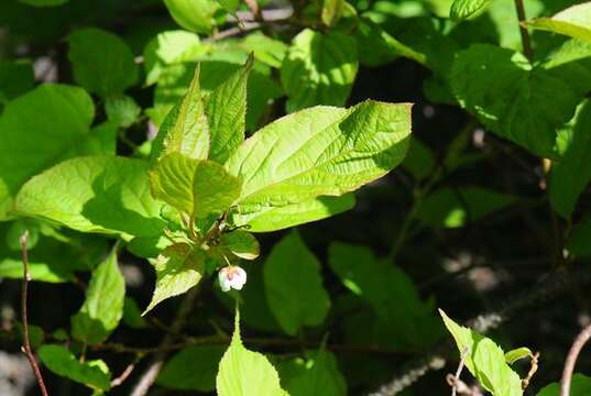 Image de Actinidia