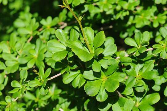 Image of Barberry