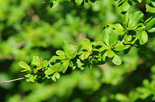 Image of Barberry