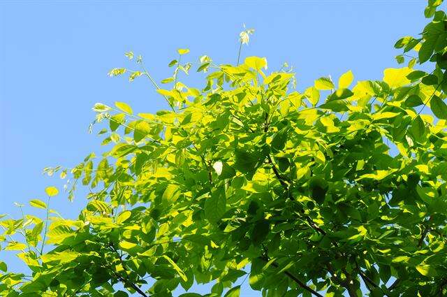 Image of yellowwood