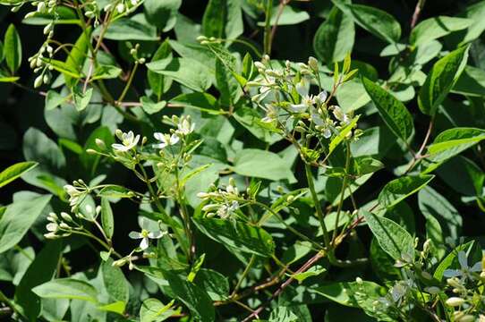 Imagem de Clematis lathyrifolia Bess. ex Reichb.