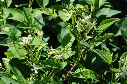 Imagem de Clematis lathyrifolia Bess. ex Reichb.