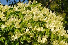 Image of Cornus kousa subsp. chinensis (Osborn) Q. Y. Xiang