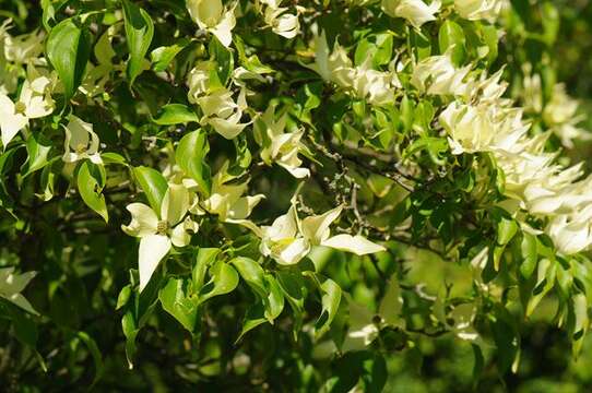 Plancia ëd Cornus kousa subsp. chinensis (Osborn) Q. Y. Xiang