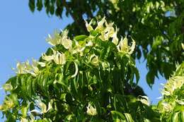 Image of Cornus kousa subsp. chinensis (Osborn) Q. Y. Xiang