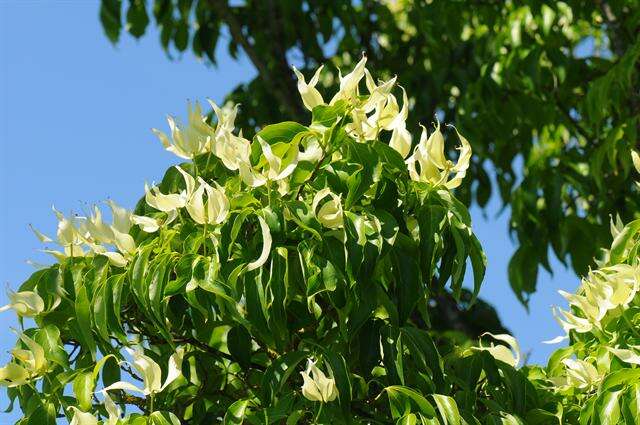 Image of Cornus kousa subsp. chinensis (Osborn) Q. Y. Xiang