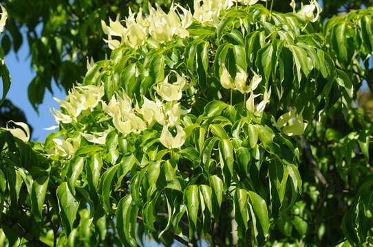 Plancia ëd Cornus kousa subsp. chinensis (Osborn) Q. Y. Xiang