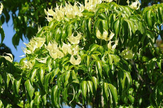 Image of Cornus kousa subsp. chinensis (Osborn) Q. Y. Xiang