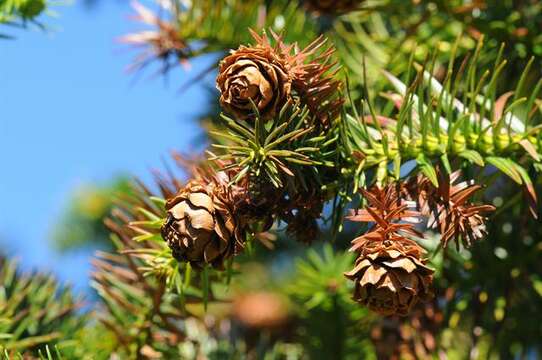 Image of Cunninghamia