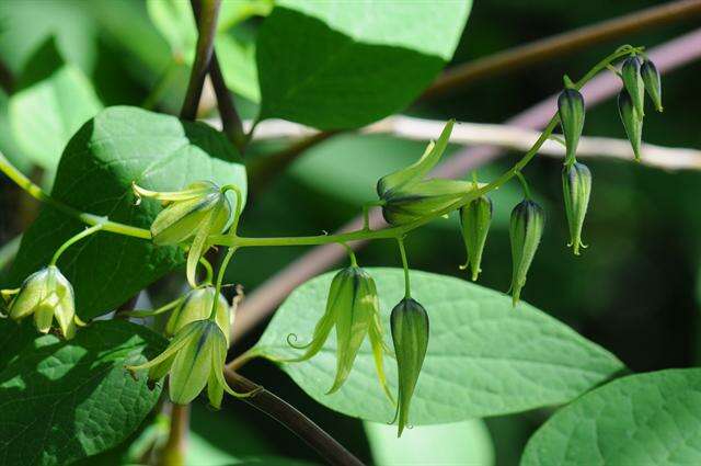 Imagem de Lardizabalaceae