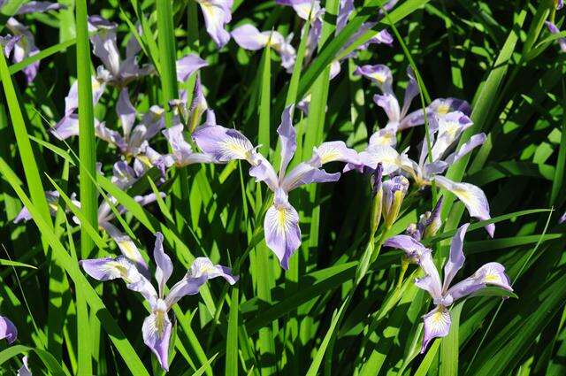 Image of Douglas iris