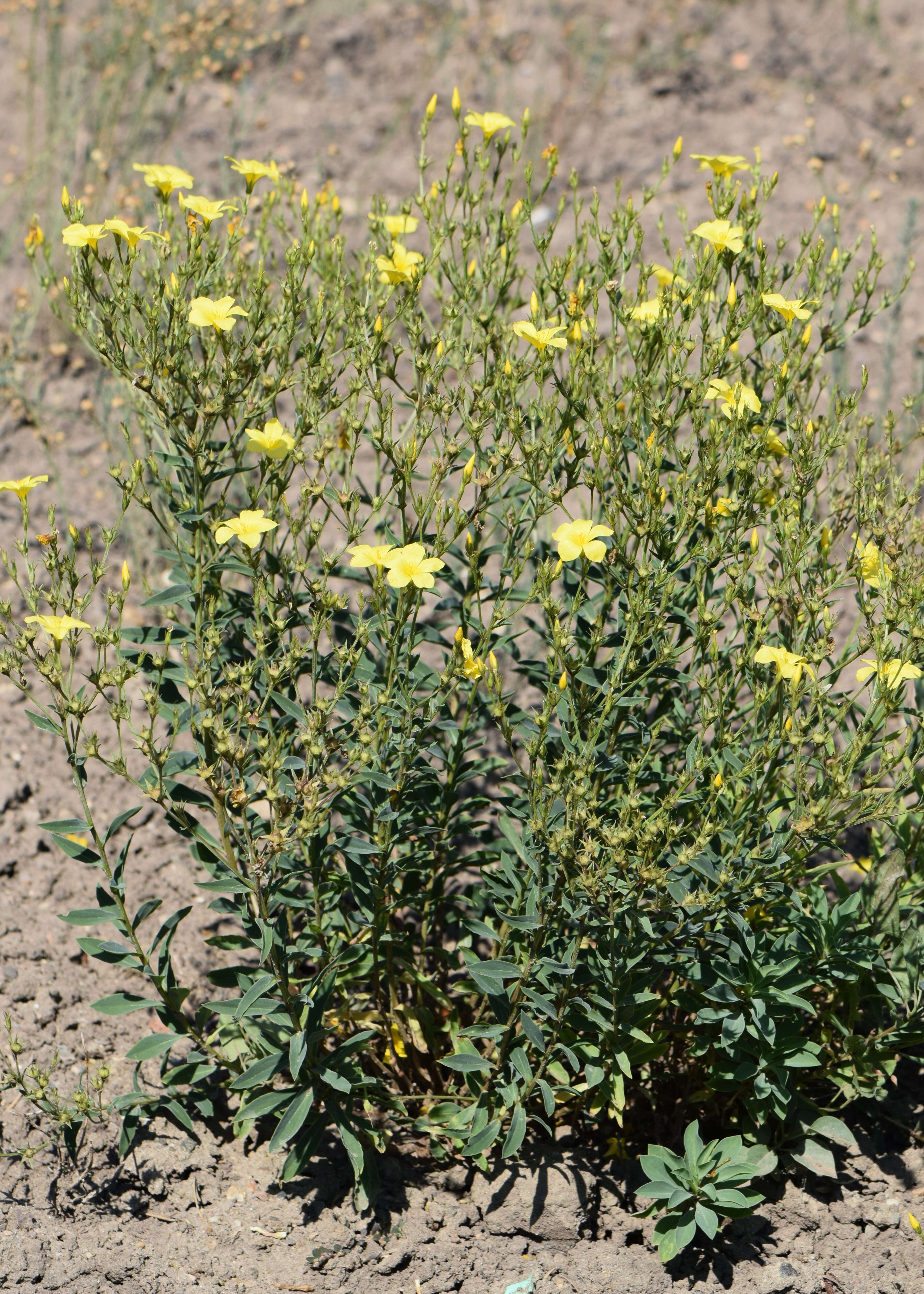 Image of golden flax