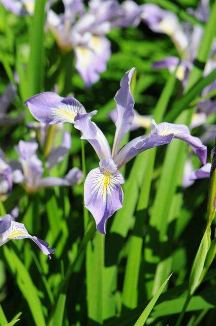 صورة Iris douglasiana Herb.