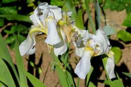 Image of German iris