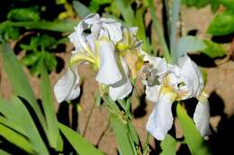 Image of German iris