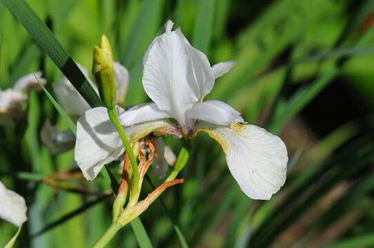 صورة Iris milesii Baker ex Foster