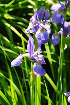 Image de blue flag iris versicolore