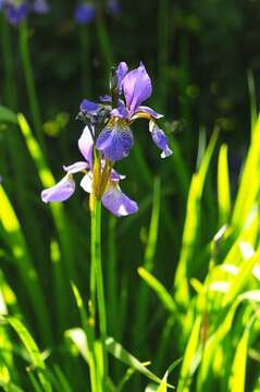 Iris versicolor L. resmi