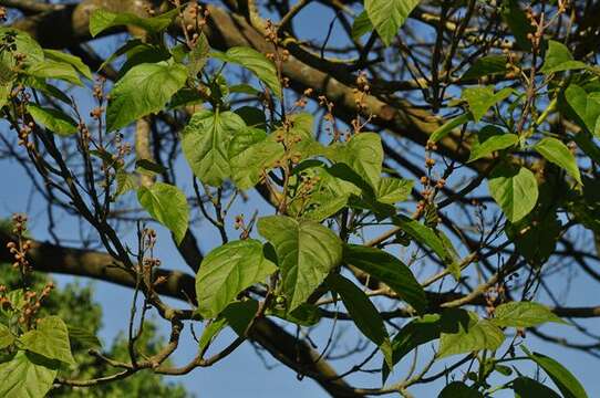 Image of paulownia